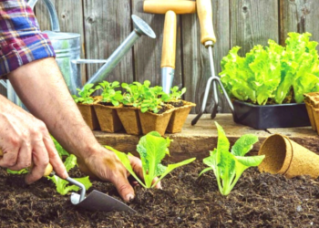 Cultivo En Casa Tecnicas